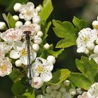 Frühe Adonislibelle: Im Weißdornblüten – Bett