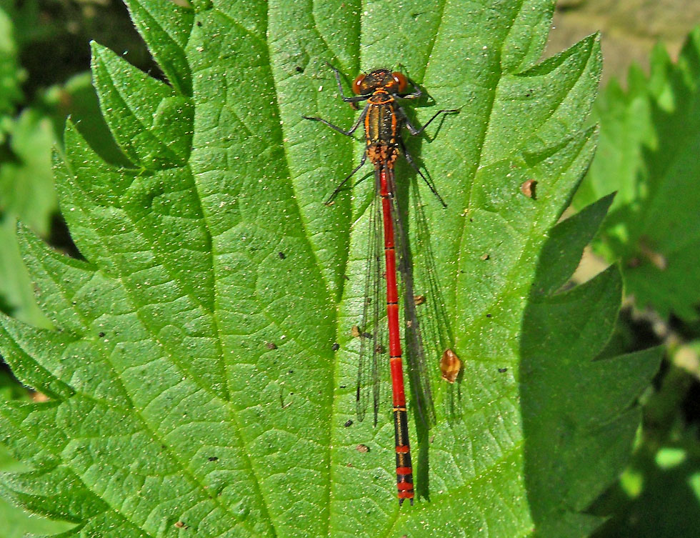 Frühe Adonislibelle in der Sonne