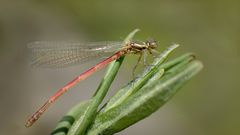 frühe adonislibelle m.