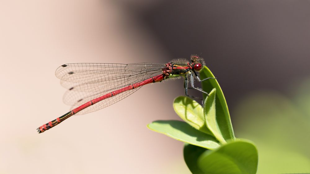 frühe adonislibelle m.