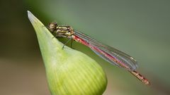 frühe adonislibelle m.