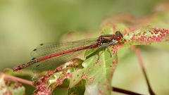 frühe adonislibelle m.