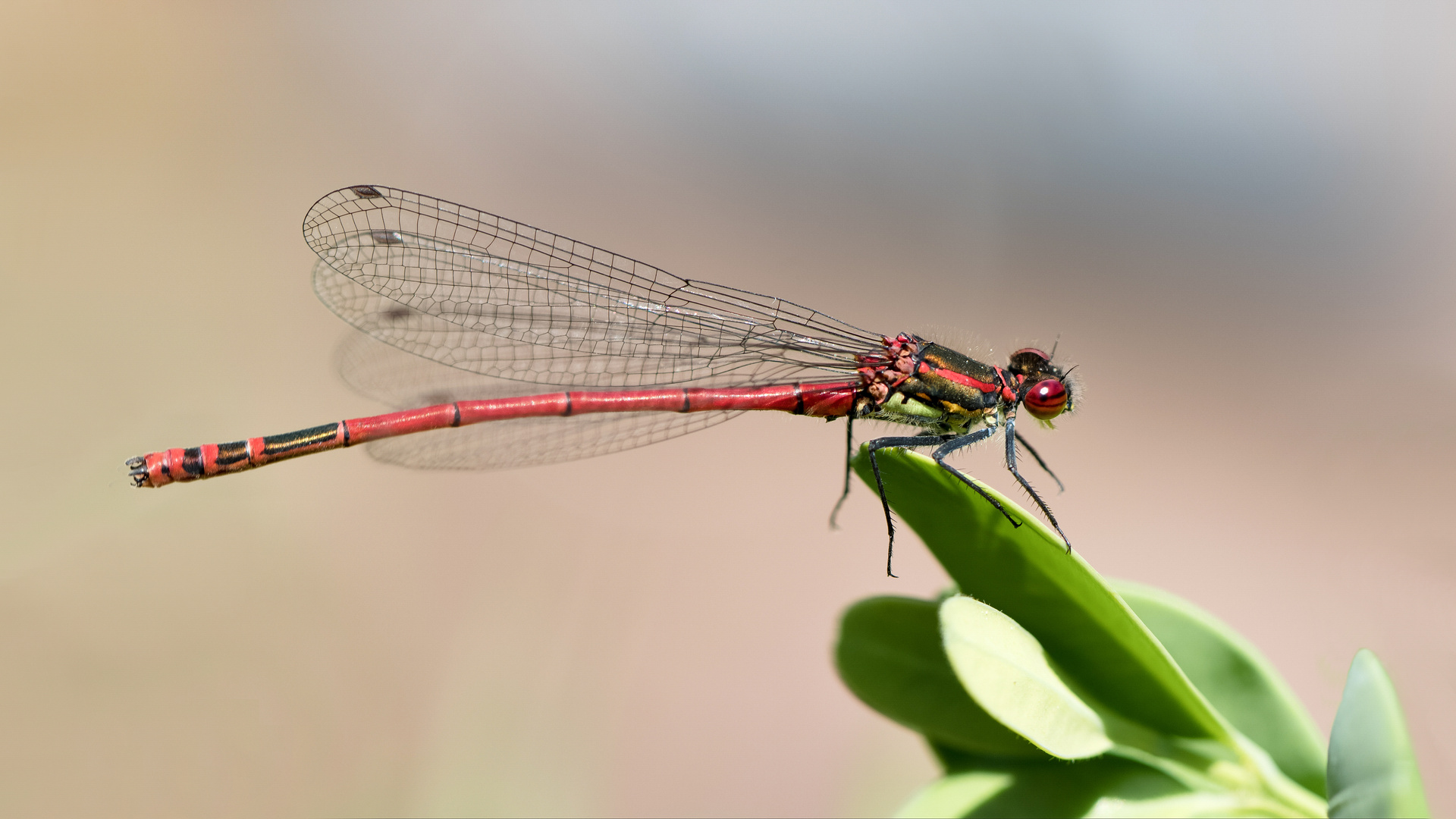 frühe adonislibelle m.