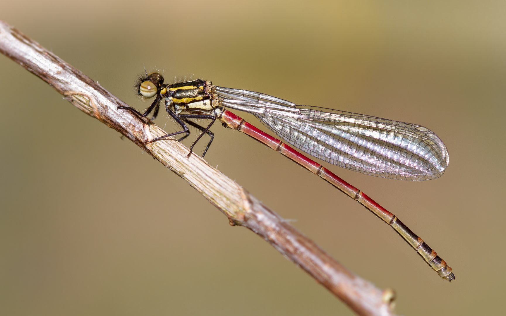 frühe adonislibelle m.