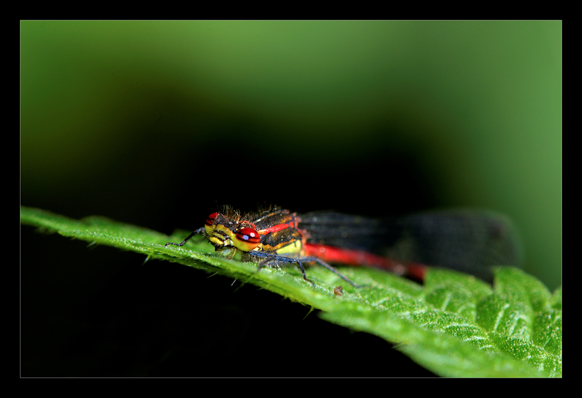 Frühe Adonislibelle Männchen