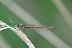 Frühe Adonislibelle, Männchen, Seitenansicht