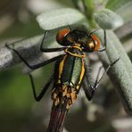 Frühe Adonislibelle - Makro