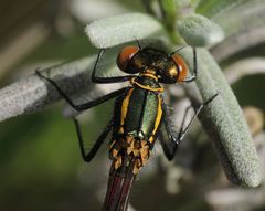 Frühe Adonislibelle - Makro