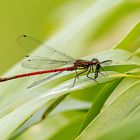 Frühe Adonislibelle mit Beute