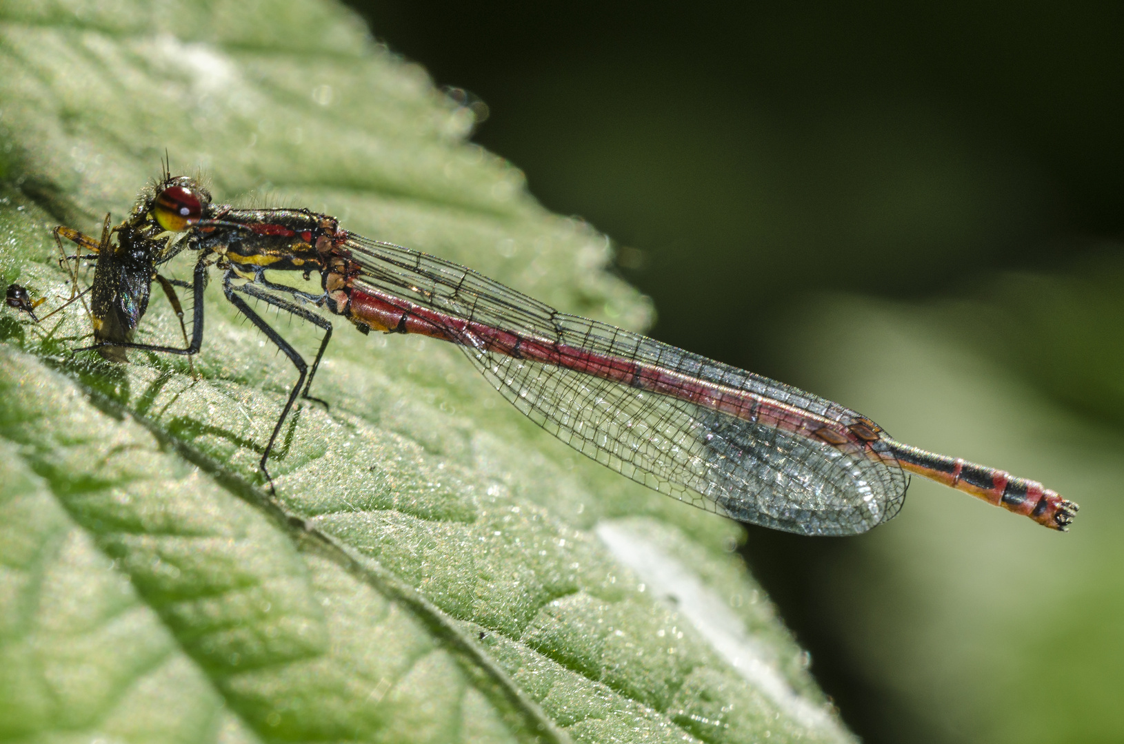 Frühe Adonislibelle mit Beute (Pyrrhosoma nymphula)