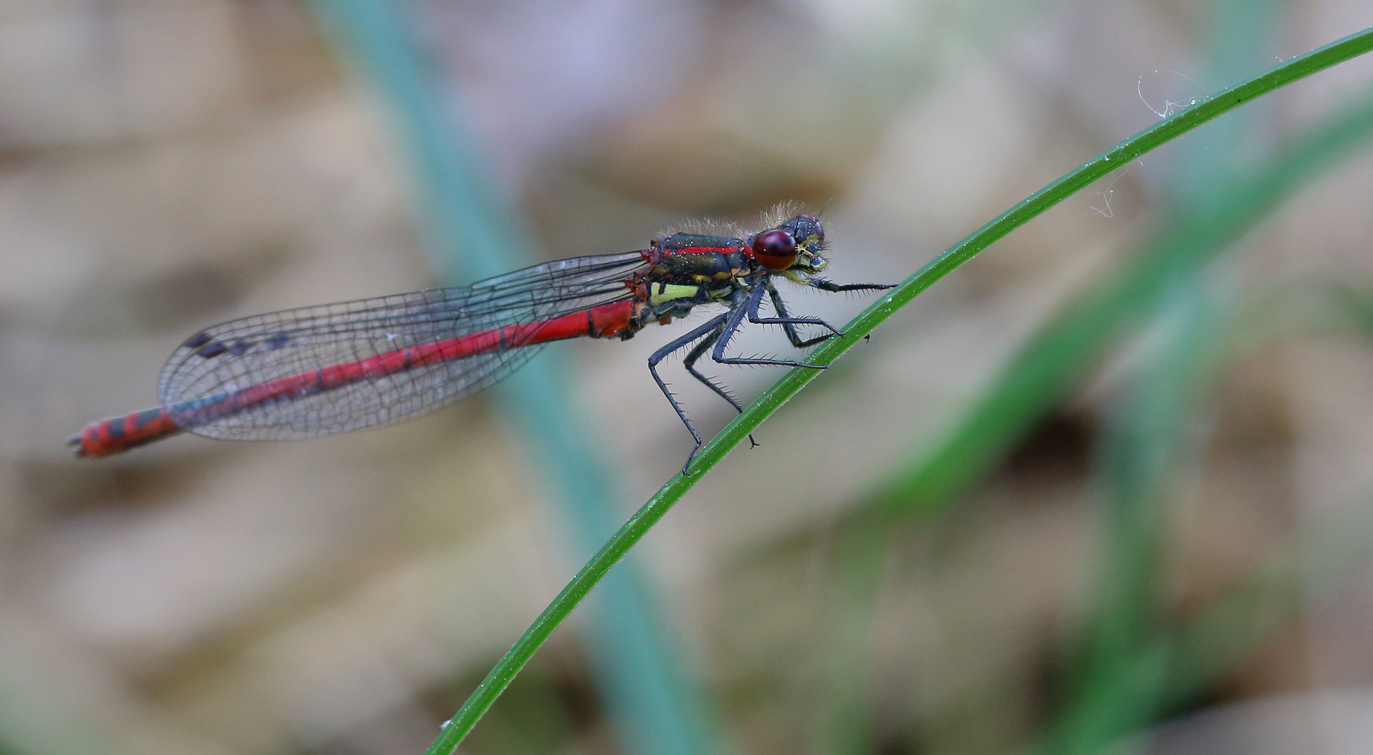 Frühe Adonislibelle/ Pyrrhosoma nymphula