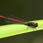 Frühe Adonislibelle - Pyrrhosoma nymphula