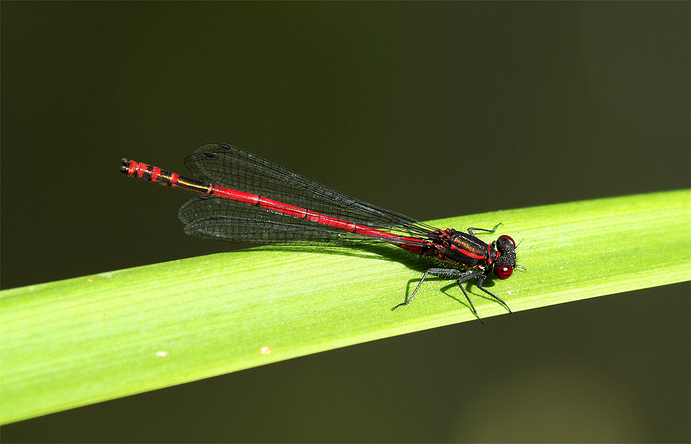 Frühe Adonislibelle - Pyrrhosoma nymphula