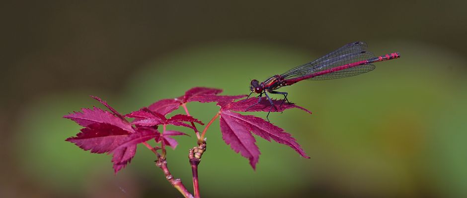 Frühe Adonislibelle (Pyrrhosoma nymphula) 1