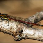 Frühe Adonislibelle - Pyrrhosoma nymphula 