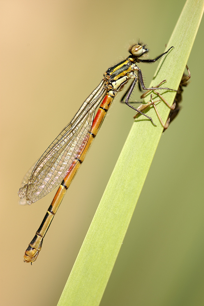 Frühe Adonislibelle (Pyrrhosoma nymphula)