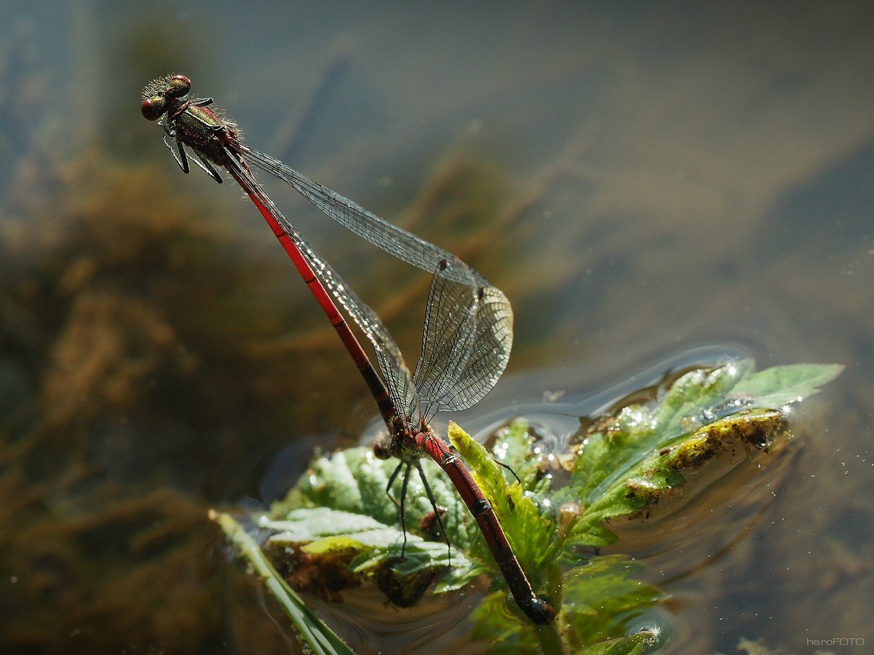 Frühe Adonislibelle (Pyrrhosoma nymphula)