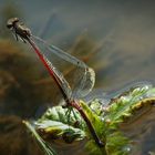 Frühe Adonislibelle (Pyrrhosoma nymphula)