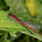 Frühe Adonislibelle [Pyrrhosoma nymphula]