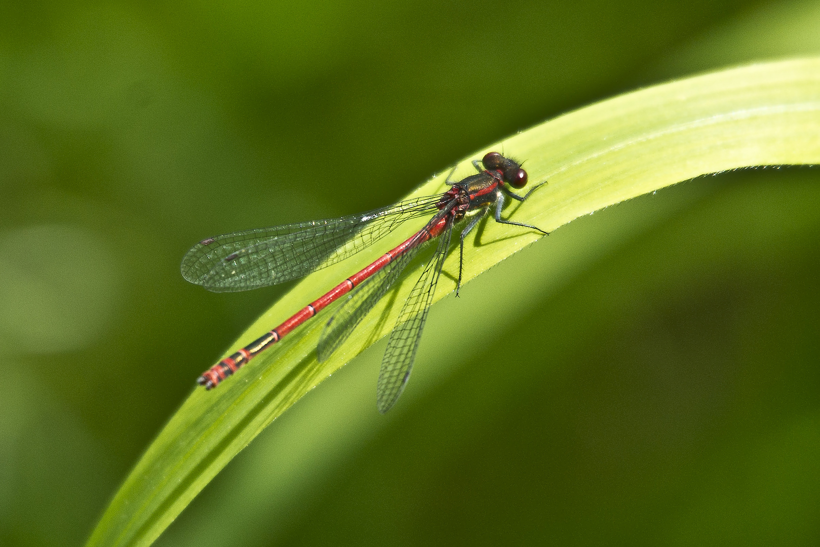 Frühe Adonislibelle, Pyrrhosoma nymphula