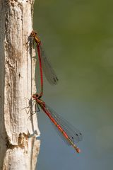 Frühe Adonislibelle – Pyrrhosoma nymphula