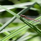 Frühe Adonislibelle - Pyrrhosoma nymphula