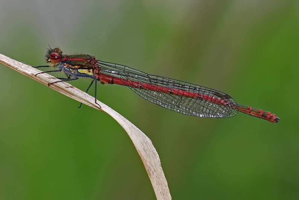 Frühe Adonislibelle [Pyrrhosoma nymphula]