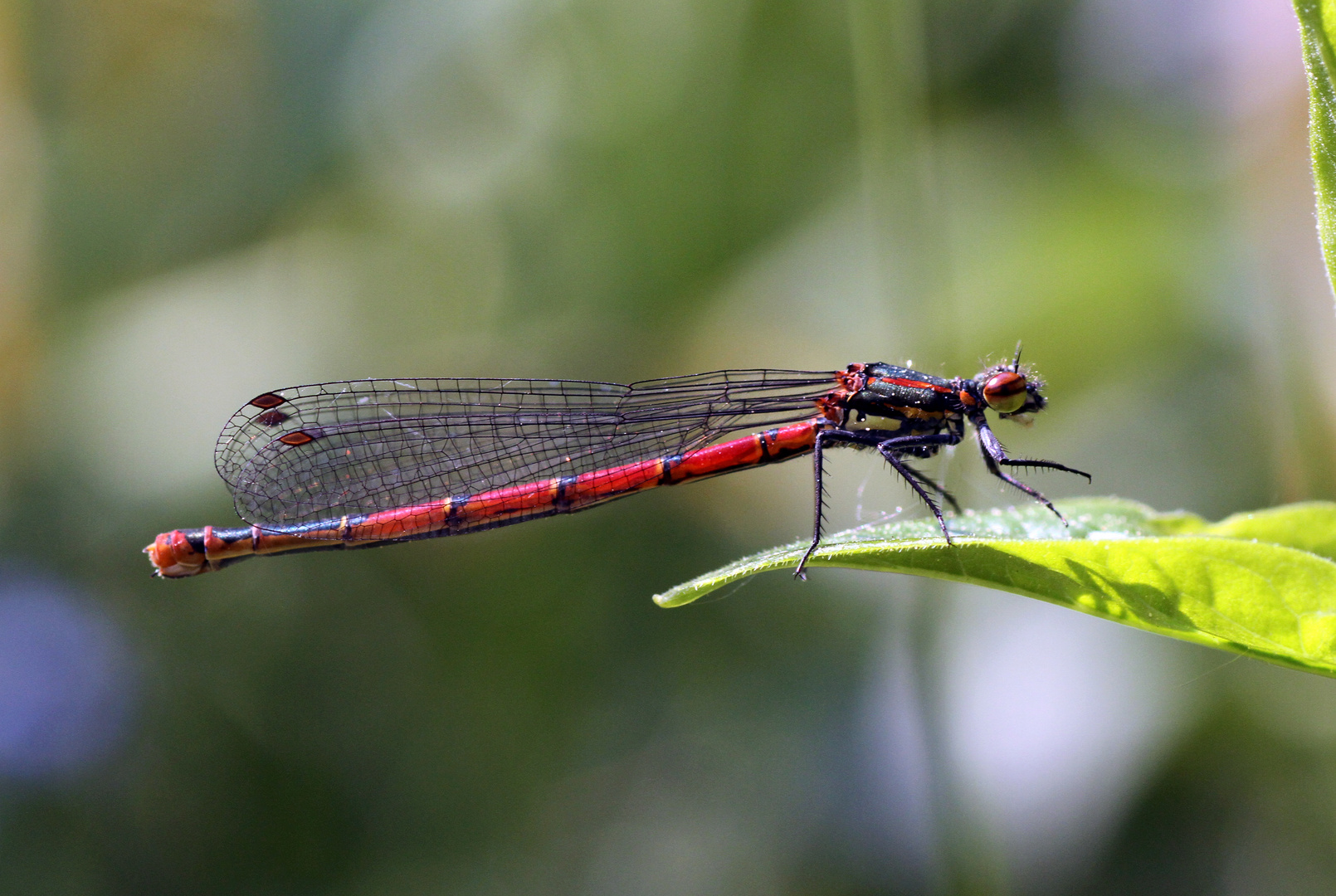 Frühe Adonislibelle (Pyrrhosoma nymphula)