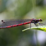 Frühe Adonislibelle (Pyrrhosoma nymphula)