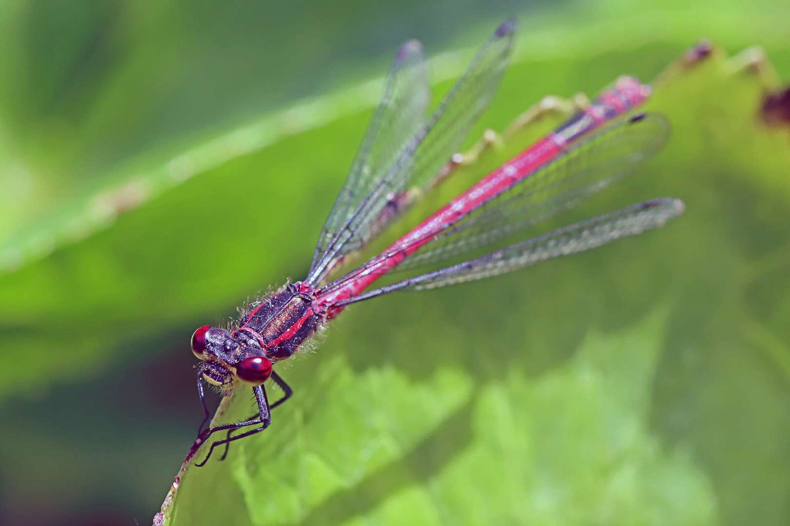 Frühe Adonislibelle (Pyrrhosoma nymphula)