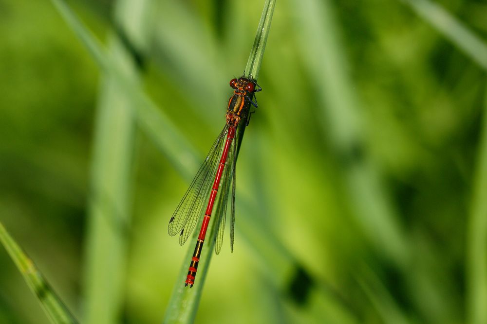 Frühe Adonislibelle (Pyrrhosoma nymphula) 