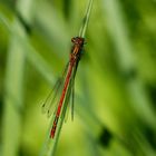 Frühe Adonislibelle (Pyrrhosoma nymphula) 