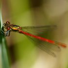 Frühe Adonislibelle (Pyrrhosoma nymphula) 