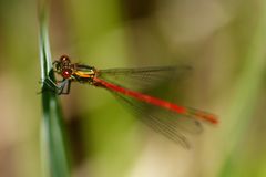 Frühe Adonislibelle (Pyrrhosoma nymphula) 