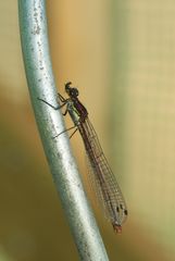 Frühe Adonislibelle (Pyrrhosoma nymphula)