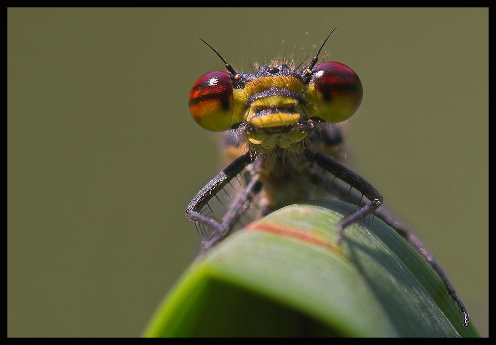 Frühe Adonislibelle (Pyrrhosoma nymphula)-