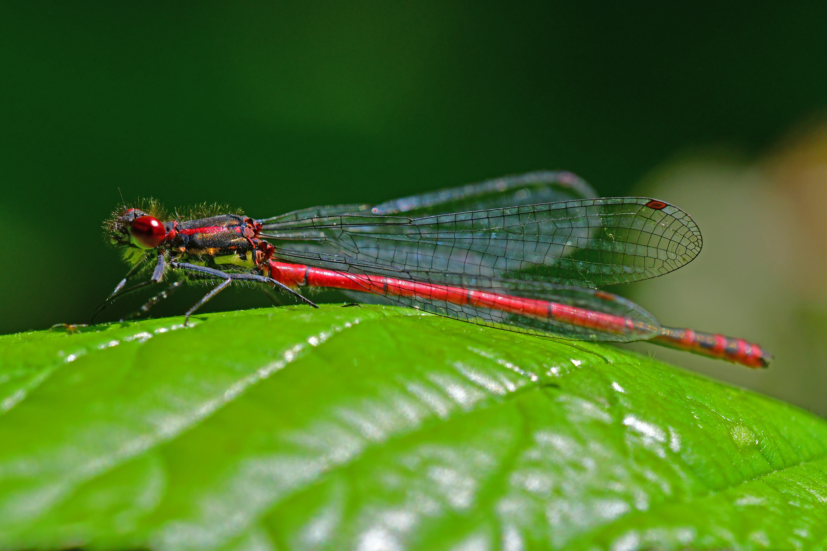 Frühe Adonislibelle (Pyrrhosoma nymphula)