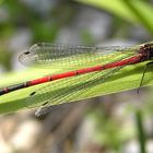 Frühe Adonislibelle (Pyrrhosoma nymphula)