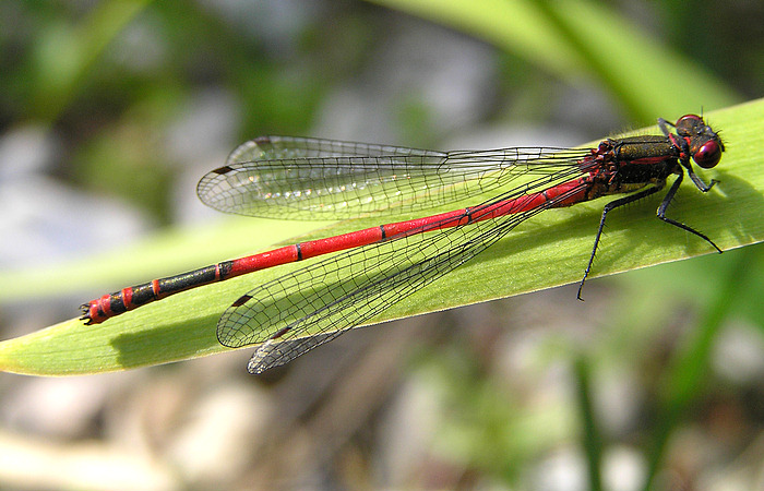 Frühe Adonislibelle (Pyrrhosoma nymphula)