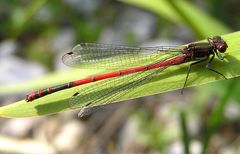 Frühe Adonislibelle (Pyrrhosoma nymphula)