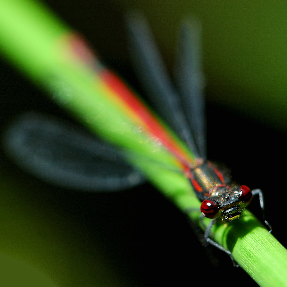 Frühe Adonislibelle (Pyrrhosoma nymphula)