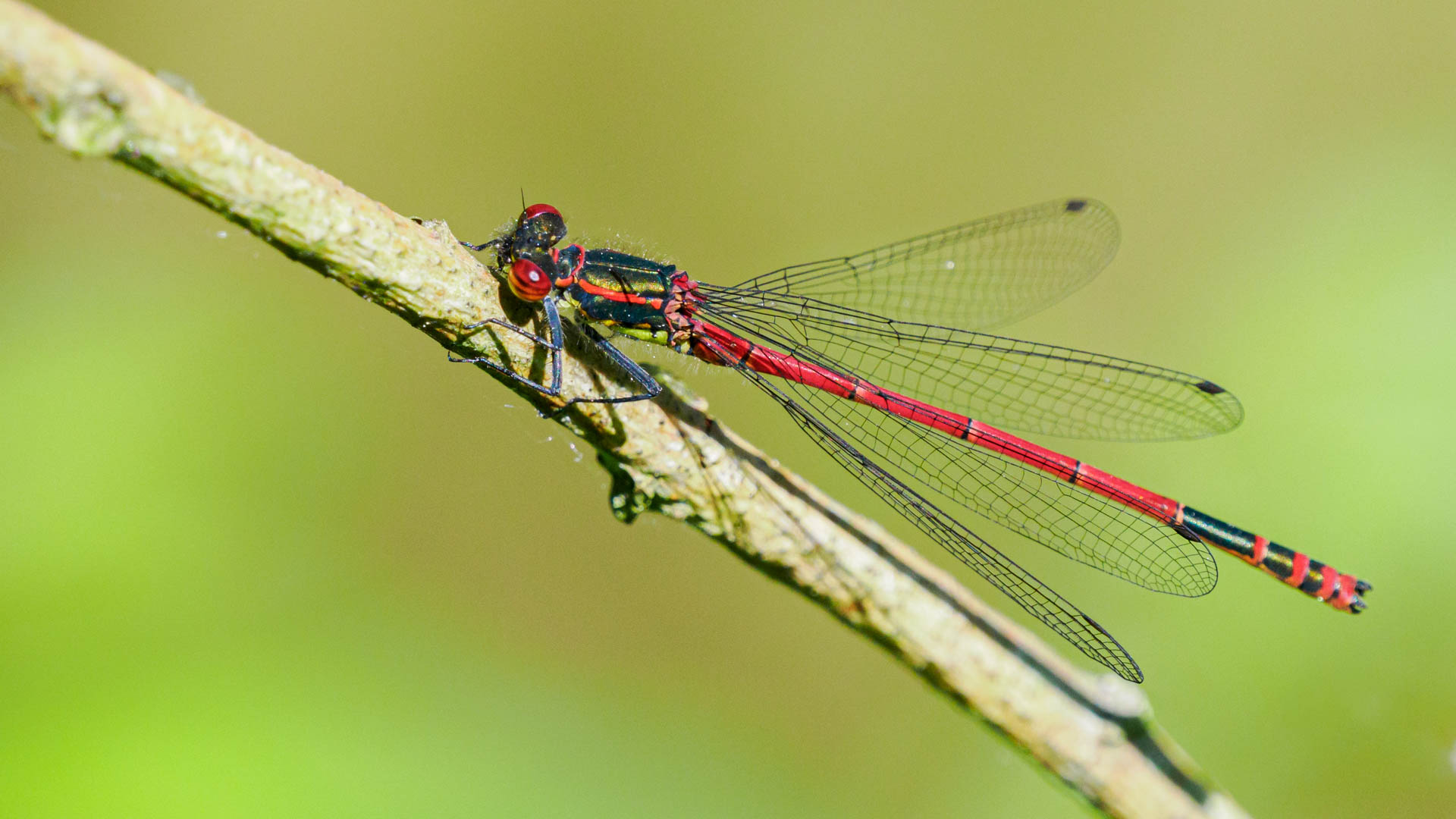 Frühe Adonislibelle  ( Pyrrhosoma nymphula )