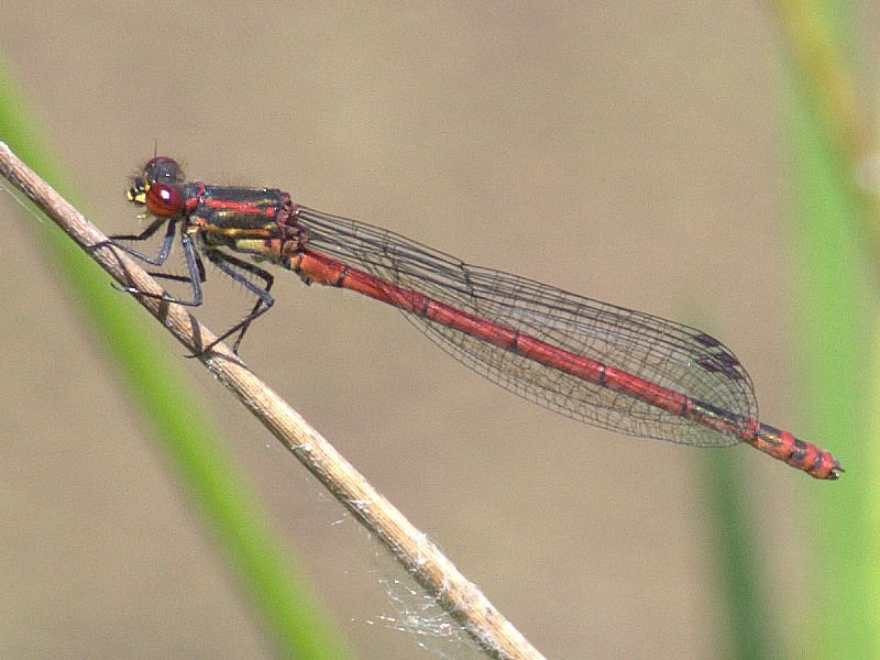 Frühe Adonislibelle (Pyrrhosoma nymphula)