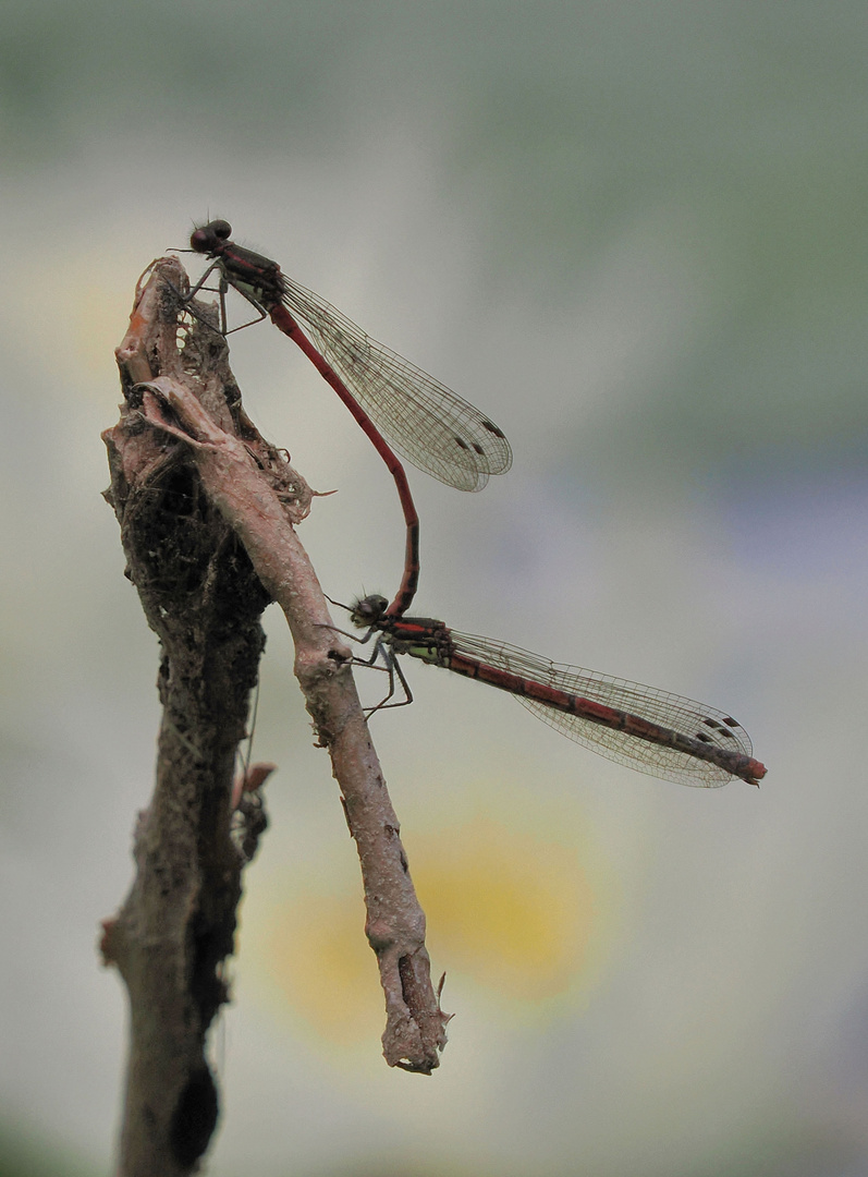 Frühe Adonislibelle (Pyrrhosoma nymphula)