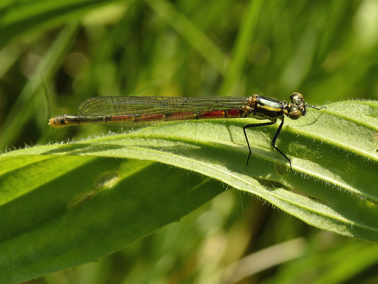 Frühe Adonislibelle (Pyrrhosoma nymphula) 