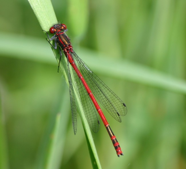 Frühe Adonislibelle - Pyrrhosoma nymphula