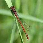 Frühe Adonislibelle - Pyrrhosoma nymphula