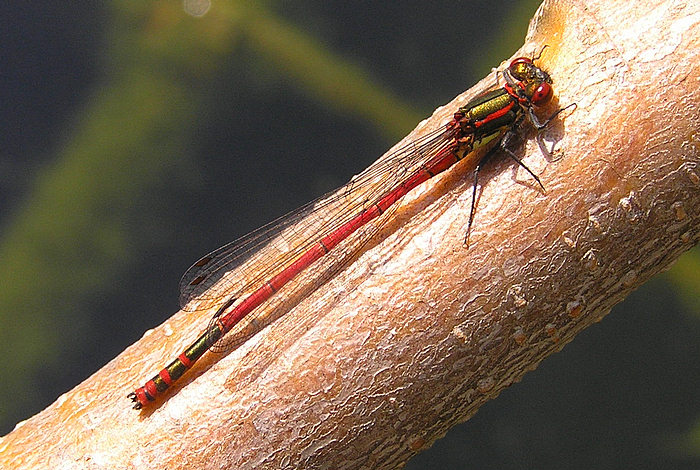 Frühe Adonislibelle (Pyrrhosoma nymphula)