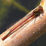 Frühe Adonislibelle (Pyrrhosoma nymphula)