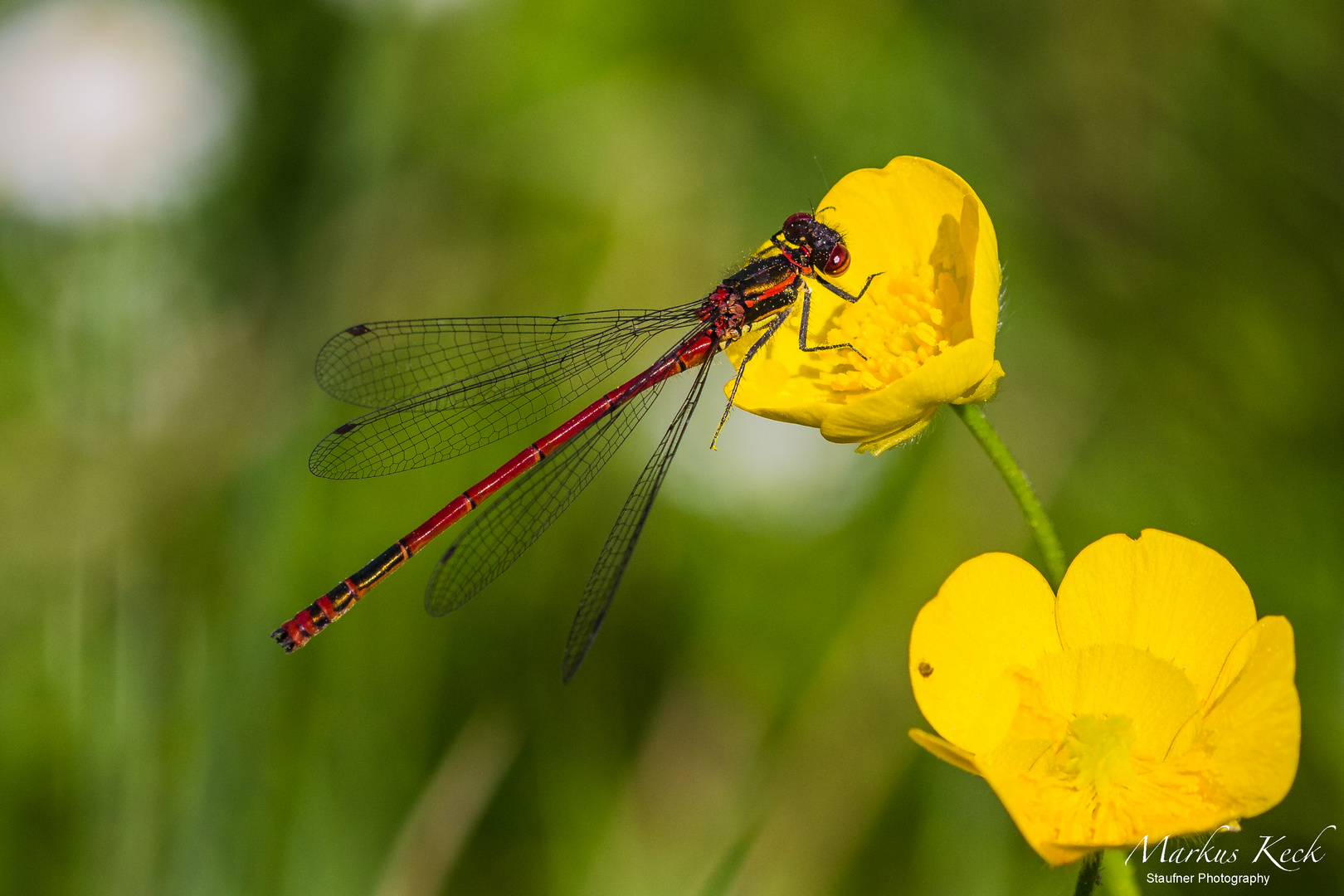 Frühe Adonislibelle (Pyrrhosoma nymphula)